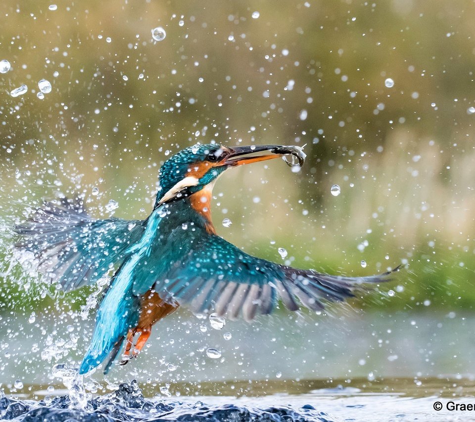 Обои вода, брызги, птица, рыбка, зимородок, water, squirt, bird, fish, kingfisher разрешение 2560x1600 Загрузить