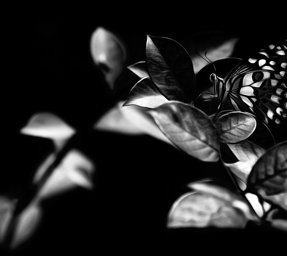 Обои листья, насекомое, бабочка, чёрно-белое, крылья, leaves, insect, butterfly, black and white, wings разрешение 1920x1080 Загрузить