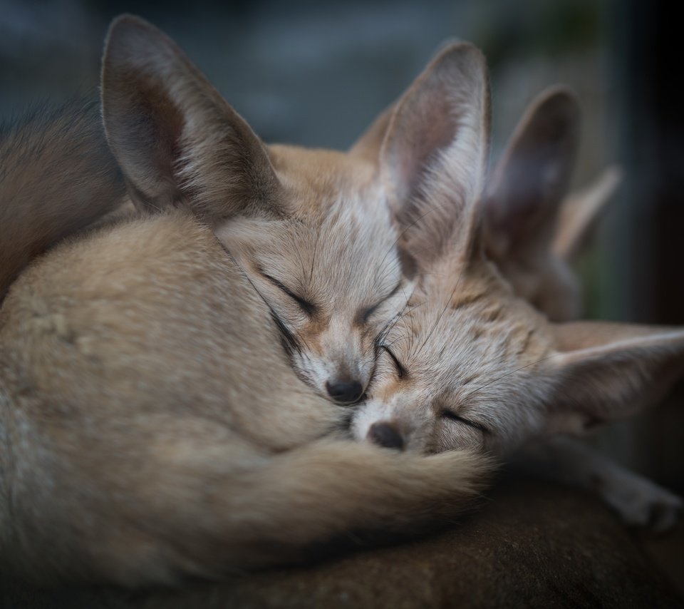 Обои природа, животные, сон, фенек, ушки, уют, лисички, лисы, nature, animals, sleep, fenech, ears, comfort, chanterelles, fox разрешение 7439x4962 Загрузить