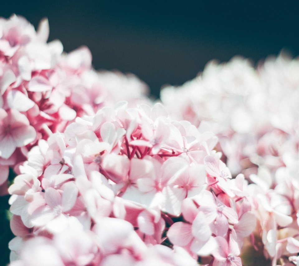 Обои цветы, лепестки, размытость, розовые цветы, соцветия, гортензия, flowers, petals, blur, pink flowers, inflorescence, hydrangea разрешение 5184x3456 Загрузить