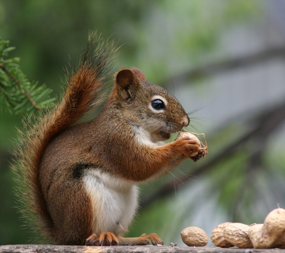 Обои орехи, хвоя, профиль, белка, хвост, арахис, белочка, nuts, needles, profile, protein, tail, peanuts, squirrel разрешение 1920x1200 Загрузить