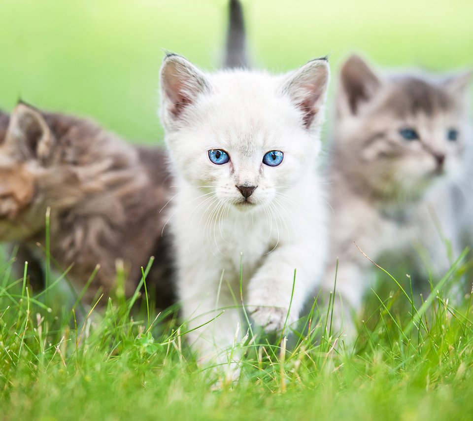 Обои глаза, трава, взгляд, коты, кошки, котята, rita kochmarjova, eyes, grass, look, cats, kittens разрешение 2560x1600 Загрузить