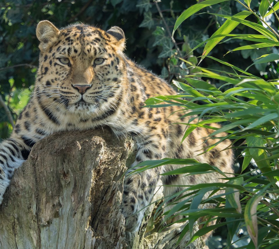 Обои растения, леопард, хищник, большая кошка, амурский, william warby, plants, leopard, predator, big cat, amur разрешение 3840x2400 Загрузить