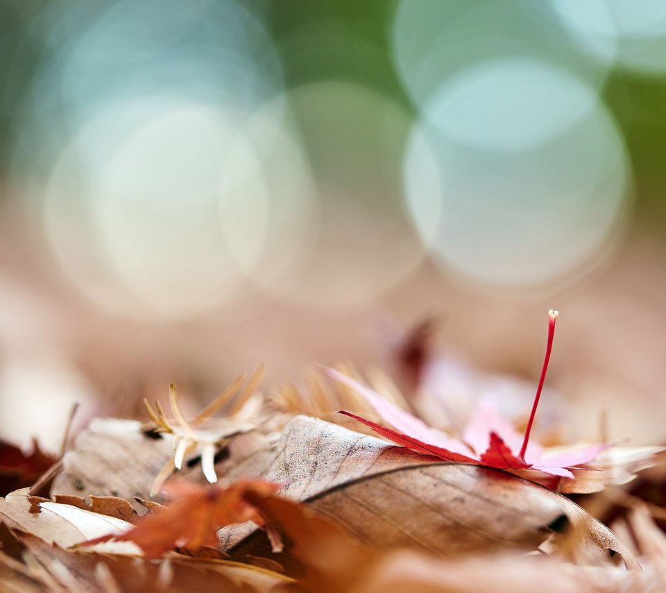 Обои природа, листья, макро, осень, боке, осенние листья, mirai.takahashi, nature, leaves, macro, autumn, bokeh, autumn leaves разрешение 3840x2400 Загрузить