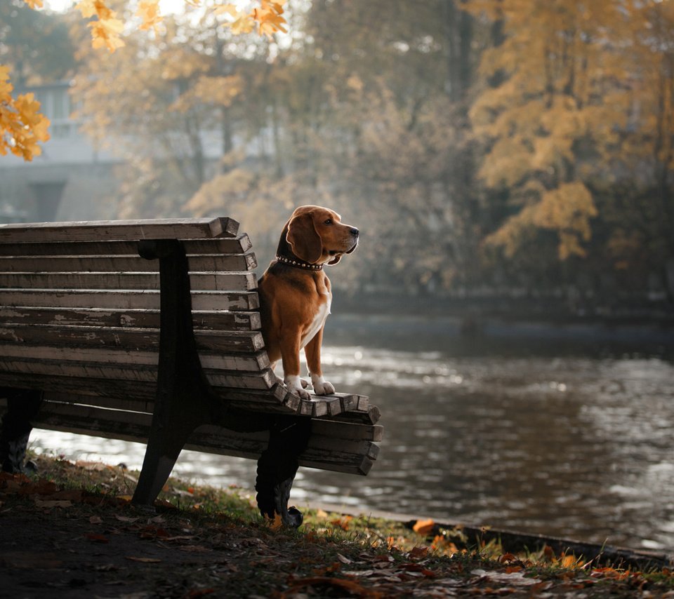 Обои деревья, листья, парк, осень, собака, скамейка, бигль, trees, leaves, park, autumn, dog, bench, beagle разрешение 1920x1200 Загрузить