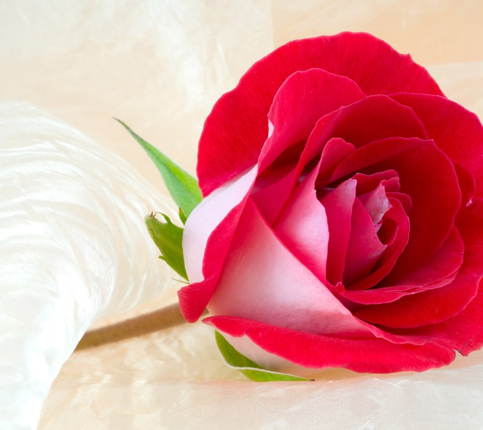 Обои цветок, роза, бутон, ткань, крупный план, красная роза, flower, rose, bud, fabric, close-up, red rose разрешение 2560x1600 Загрузить