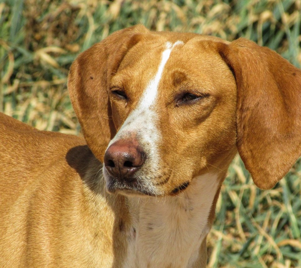 Обои глаза, трава, взгляд, собака, венгерская выжла, eyes, grass, look, dog, vizsla разрешение 4608x2592 Загрузить