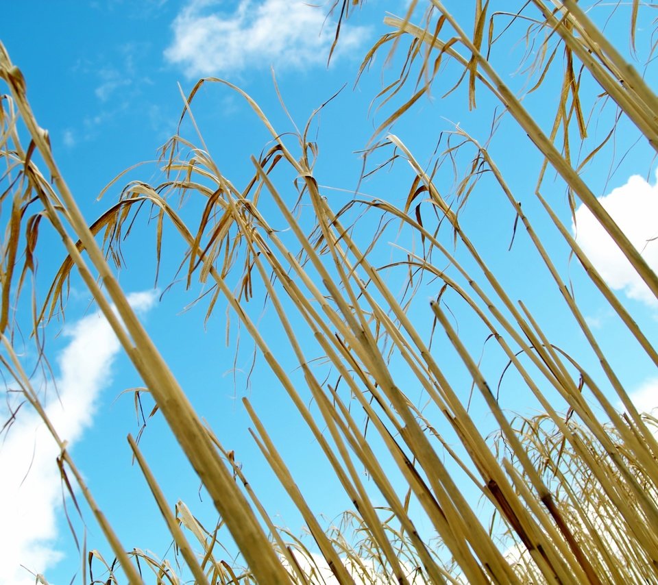 Обои небо, трава, поле, кукуруза, стебли, растение, the sky, grass, field, corn, stems, plant разрешение 4608x3072 Загрузить