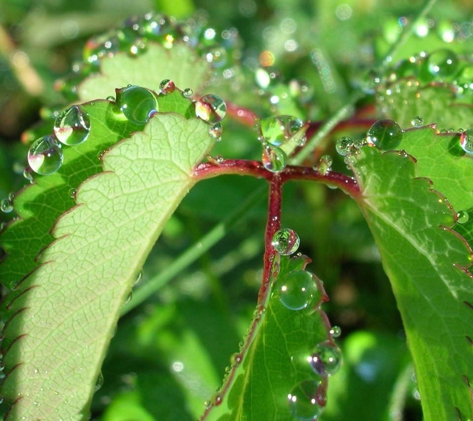 Обои природа, листья, роса, капли, растение, nature, leaves, rosa, drops, plant разрешение 1944x1446 Загрузить