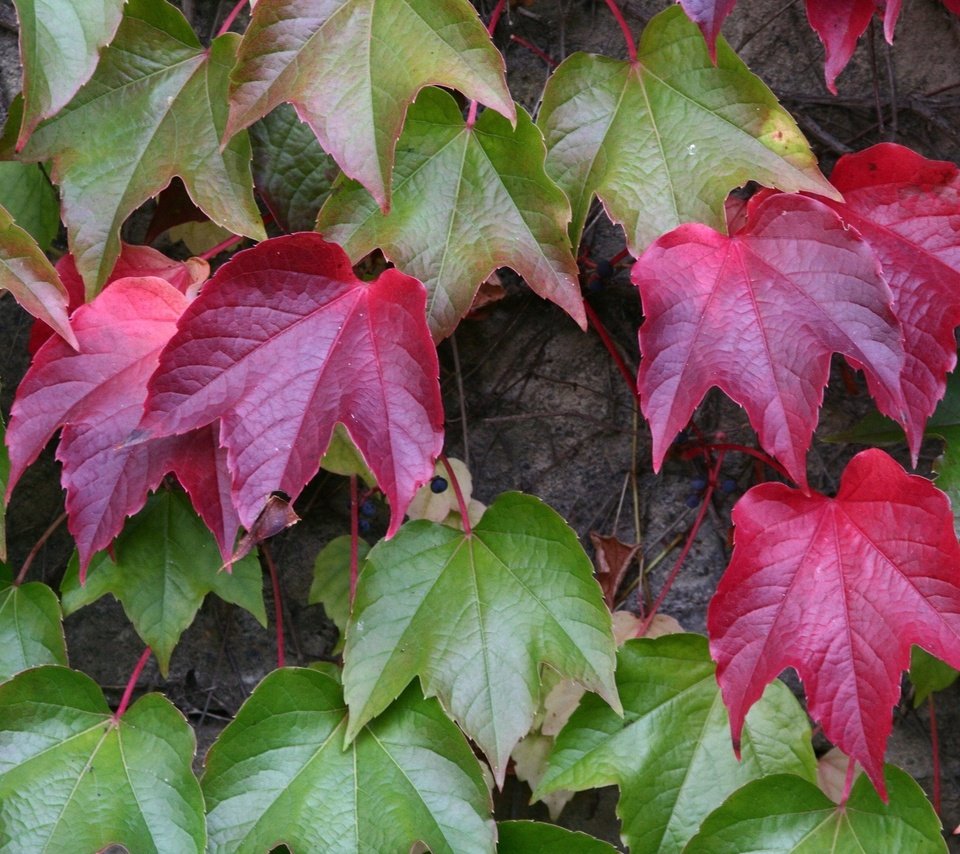 Обои листья, осень, растение, leaves, autumn, plant разрешение 2400x1600 Загрузить