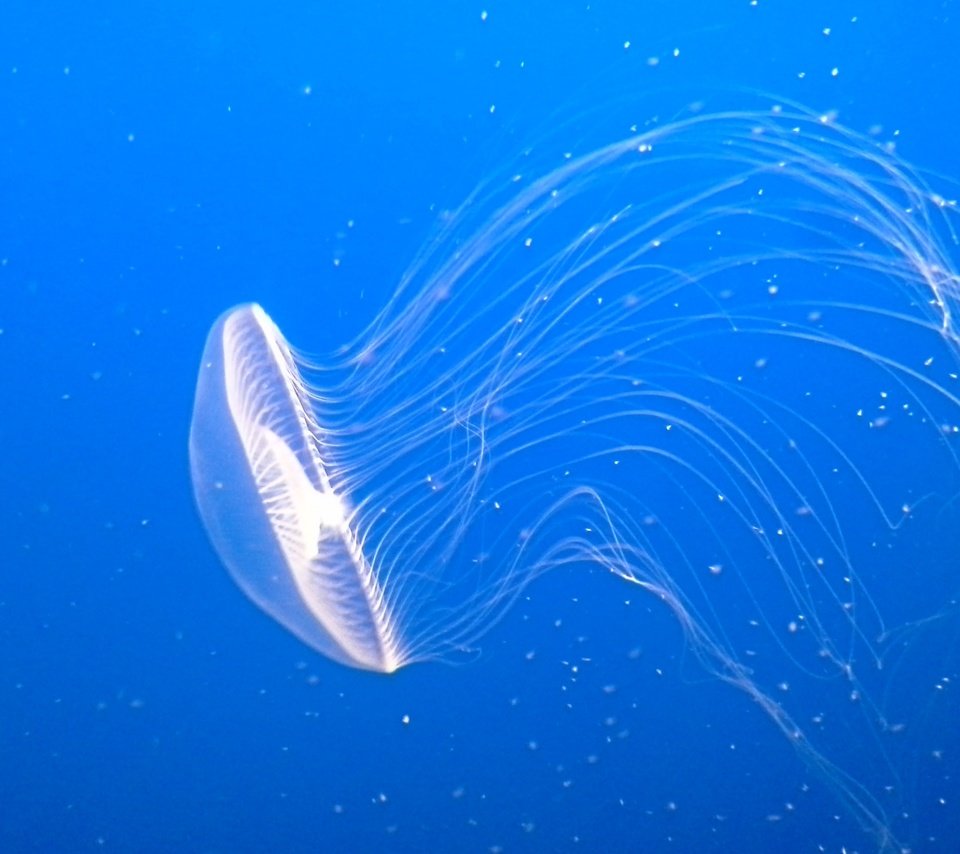 Обои вода, медуза, щупальца, подводный мир, water, medusa, tentacles, underwater world разрешение 2560x1920 Загрузить