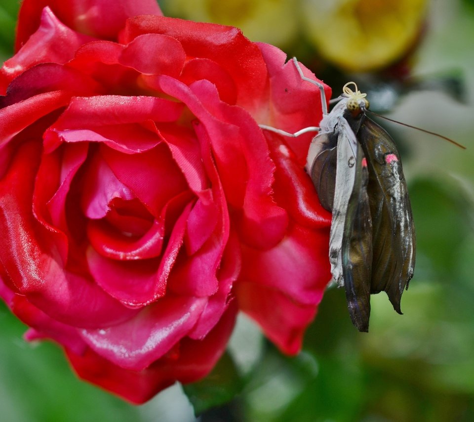 Обои природа, насекомое, цветок, роза, лепестки, бабочка, крылья, nature, insect, flower, rose, petals, butterfly, wings разрешение 4928x3264 Загрузить