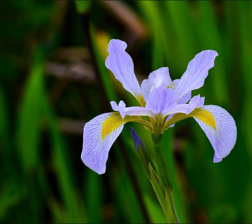 Обои природа, макро, цветок, лепестки, размытость, ирис, nature, macro, flower, petals, blur, iris разрешение 3921x3027 Загрузить