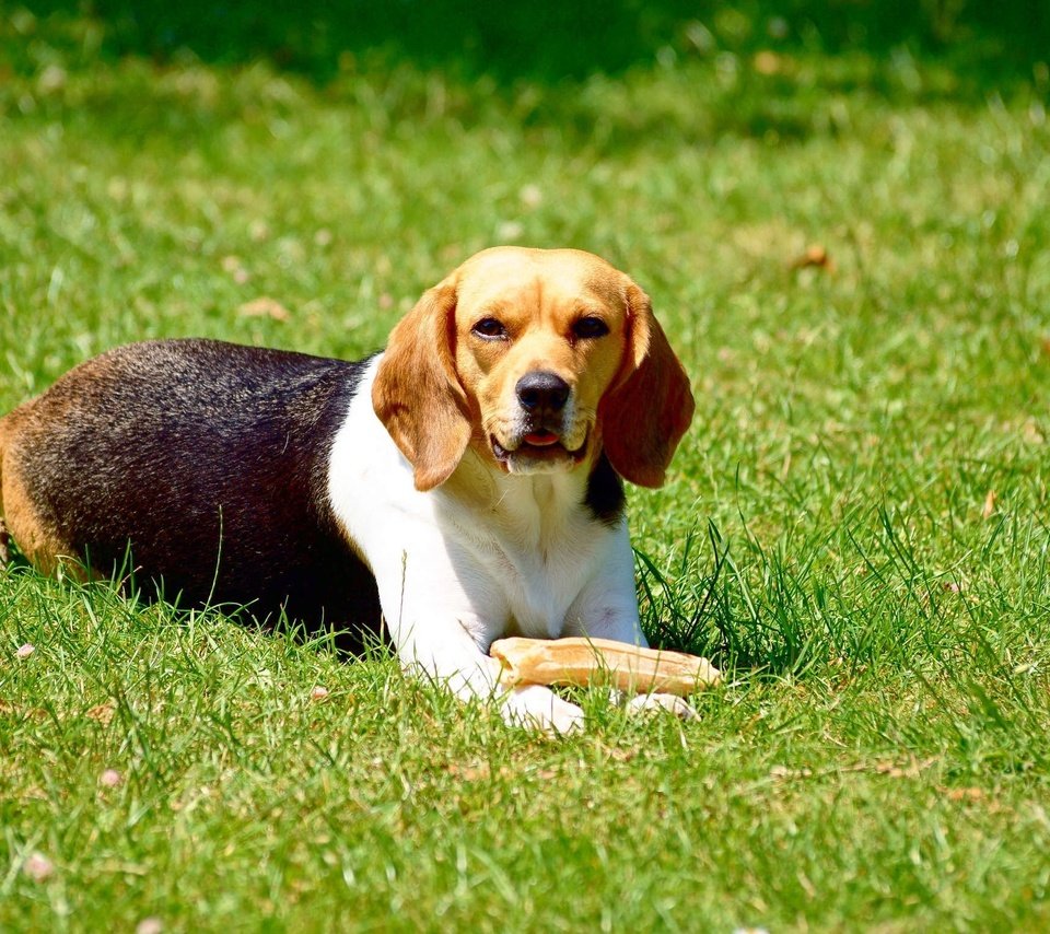 Обои трава, собака, игра, животное, бигль, grass, dog, the game, animal, beagle разрешение 2296x1528 Загрузить