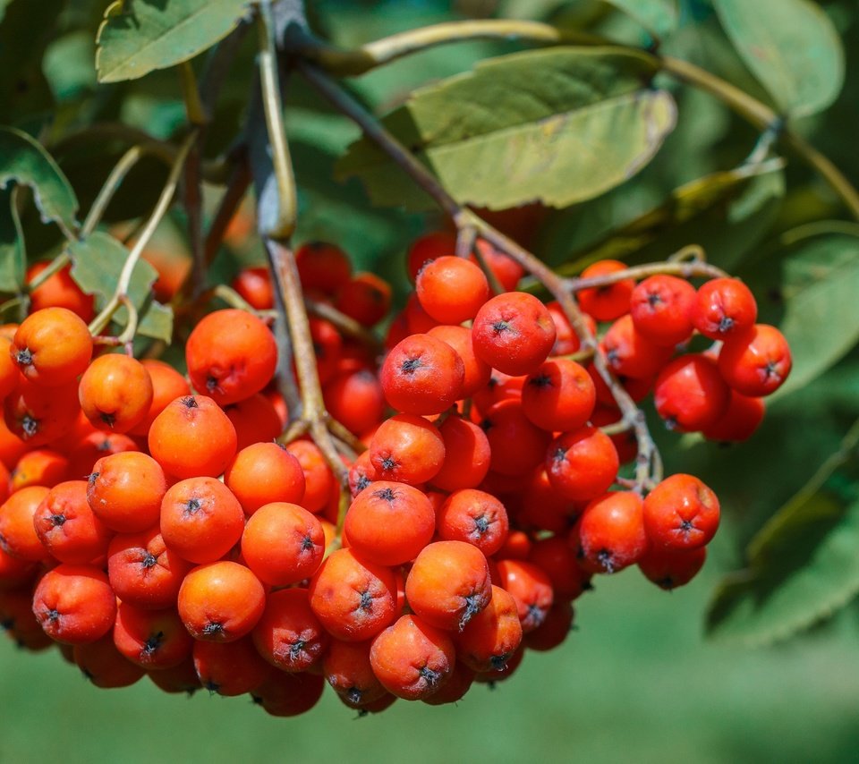 Обои природа, листья, ягоды, растение, рябина, nature, leaves, berries, plant, rowan разрешение 4970x3313 Загрузить