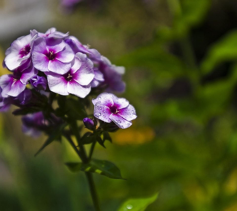 Обои цветение, цветок, лепестки, фиолетовый, размытость, флоксы, флокс, flowering, flower, petals, purple, blur, phlox разрешение 3008x2008 Загрузить