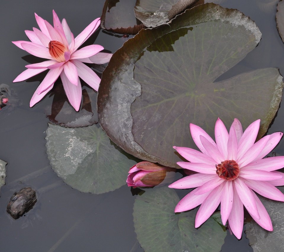 Обои цветение, отражение, цветок, пруд, вьетнам, водяная лилия, flowering, reflection, flower, pond, vietnam, water lily разрешение 4288x2848 Загрузить
