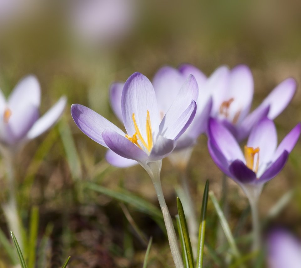 Обои цветы, природа, весна, фиолетовые, крокусы, flowers, nature, spring, purple, crocuses разрешение 4752x3168 Загрузить