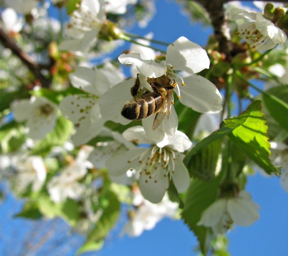 Обои небо, пчела, природа, дерево, цветение, насекомое, весна, вишня, растение, the sky, bee, nature, tree, flowering, insect, spring, cherry, plant разрешение 2272x1704 Загрузить
