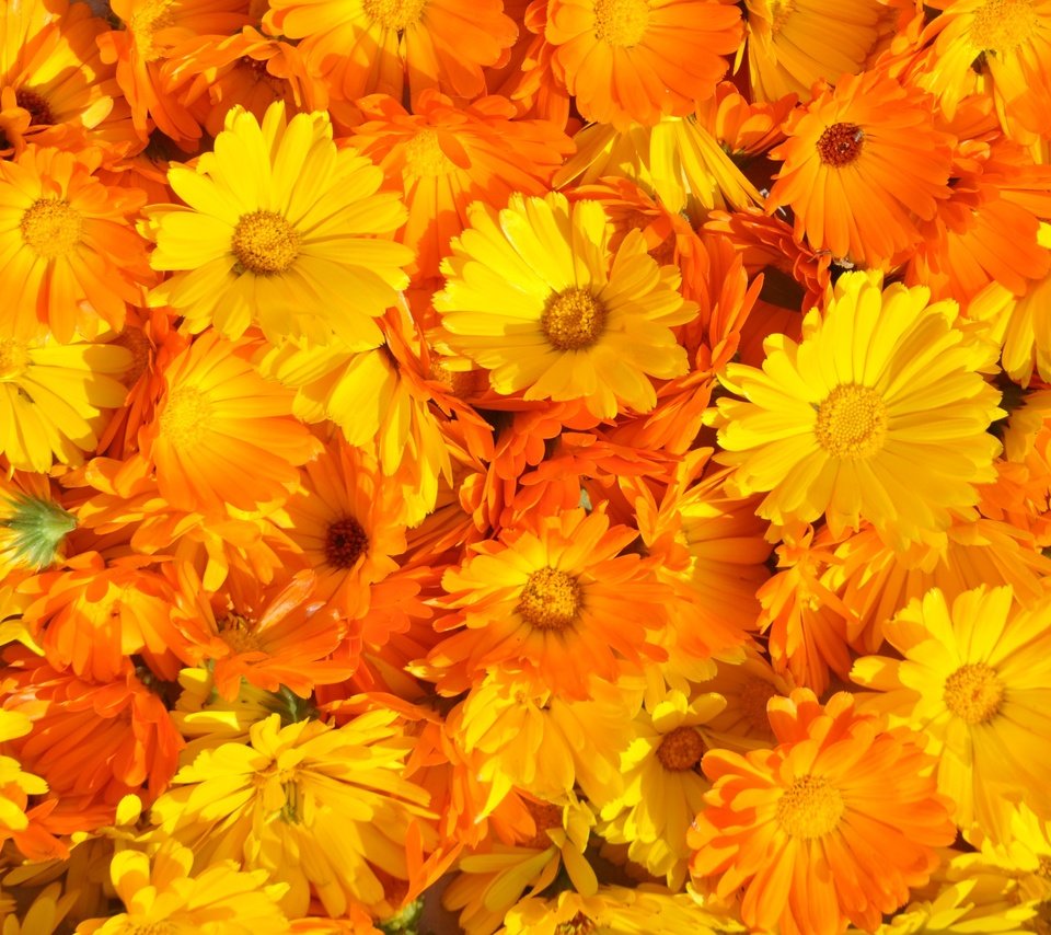 Обои цветы, ноготки, цветение, лето, лепестки, растение, желтые, оранжевые, календула, flowers, marigolds, flowering, summer, petals, plant, yellow, orange, calendula разрешение 4288x2848 Загрузить