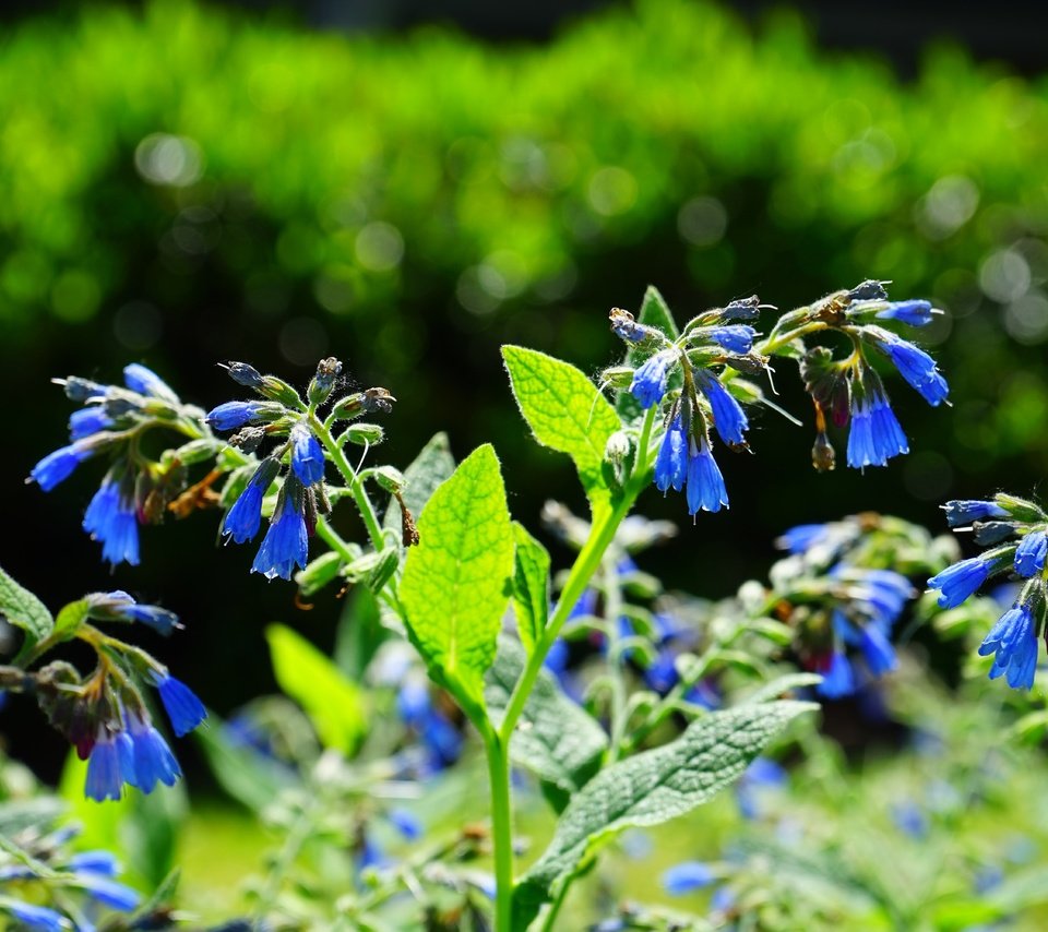 Обои цветы, трава, природа, луг, растение, синие, колокольчики, окопник, flowers, grass, nature, meadow, plant, blue, bells, comfrey разрешение 6000x4000 Загрузить