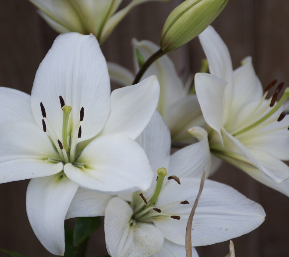 Обои цветы, лепестки, тычинки, белые, лилии, крупным планом, flowers, petals, stamens, white, lily, closeup разрешение 6000x4000 Загрузить