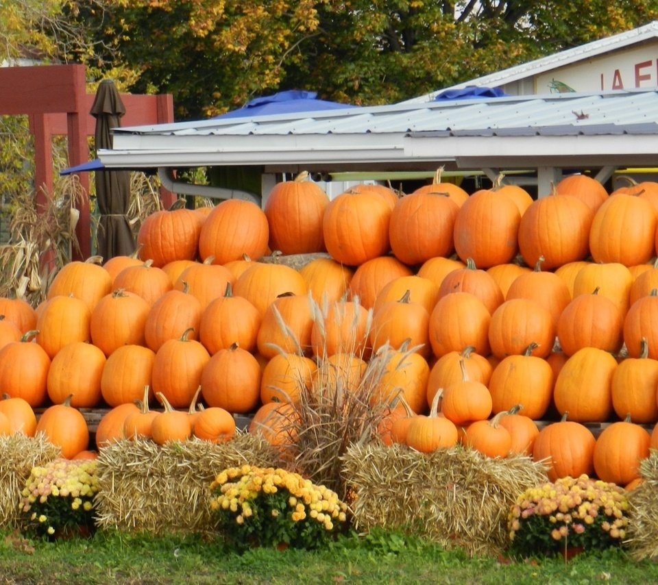 Обои рынок, осень, урожай, овощи, тыквы, тыква, market, autumn, harvest, vegetables, pumpkin разрешение 1920x1227 Загрузить