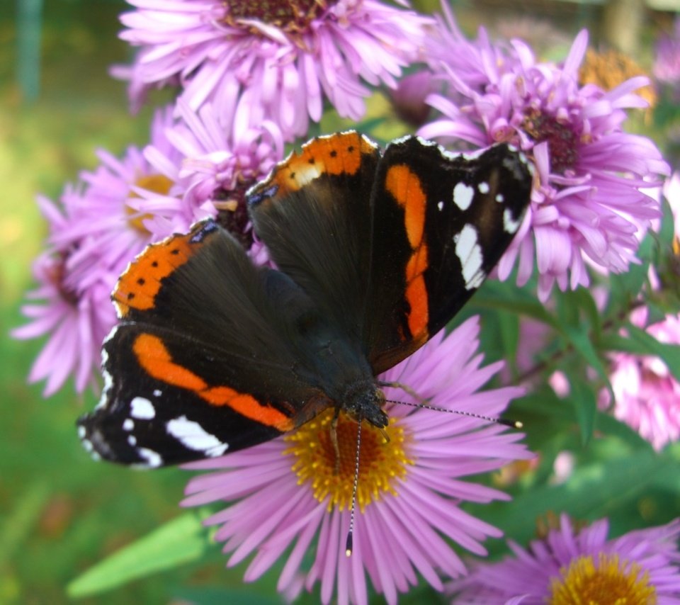 Обои цветы, насекомое, лепестки, бабочка, крылья, адмирал, flowers, insect, petals, butterfly, wings, admiral разрешение 1920x1759 Загрузить