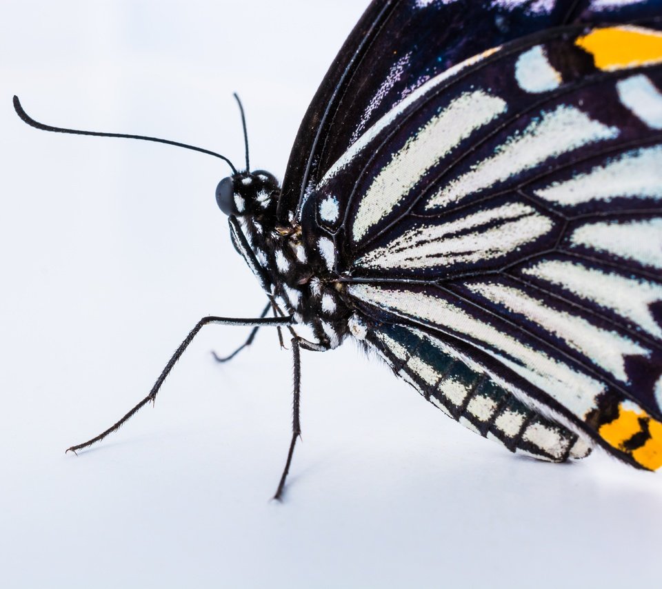 Обои бабочка, крылья, насекомые, белый фон, монарх, butterfly, wings, insects, white background, monarch разрешение 6000x4000 Загрузить