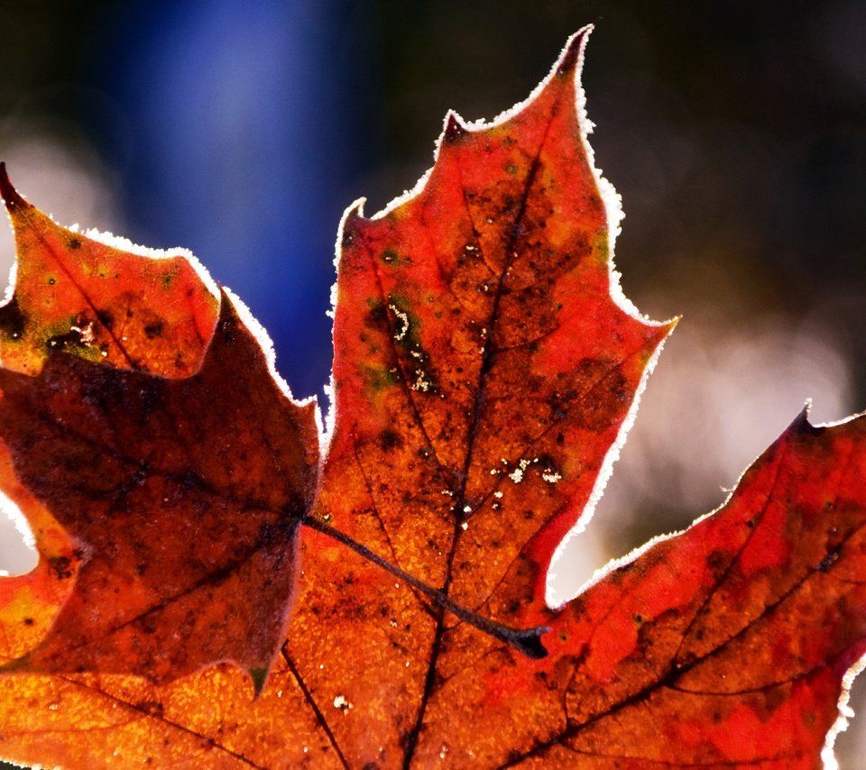 Обои природа, иней, осень, лист, холод, клен, кленовый лист, nature, frost, autumn, sheet, cold, maple, maple leaf разрешение 6000x4000 Загрузить
