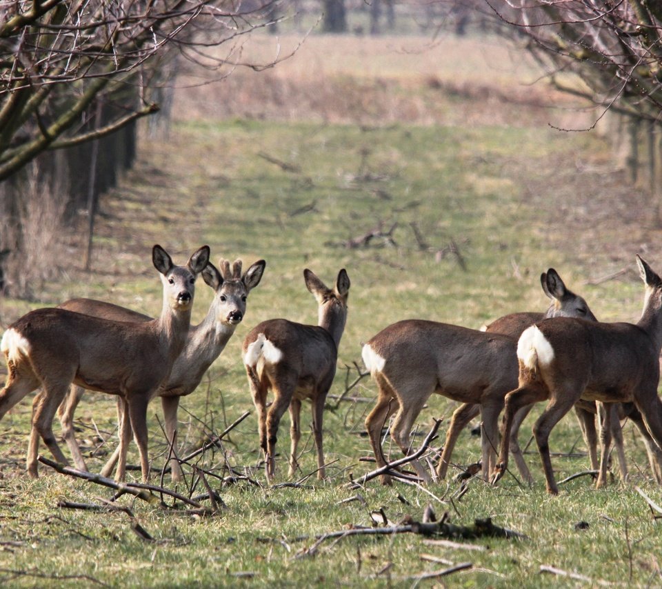 Обои природа, весна, олени, косуля, косули, nature, spring, deer, roe разрешение 5184x3456 Загрузить