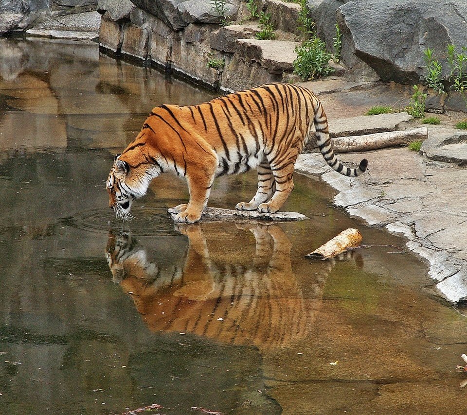 Обои тигр, большая кошка, зоопарк, tiger, big cat, zoo разрешение 2272x1704 Загрузить