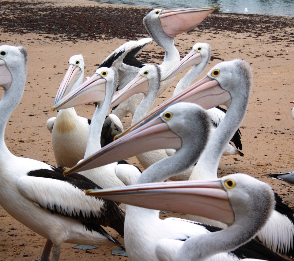 Обои пеликаны, pelicans разрешение 3888x2134 Загрузить