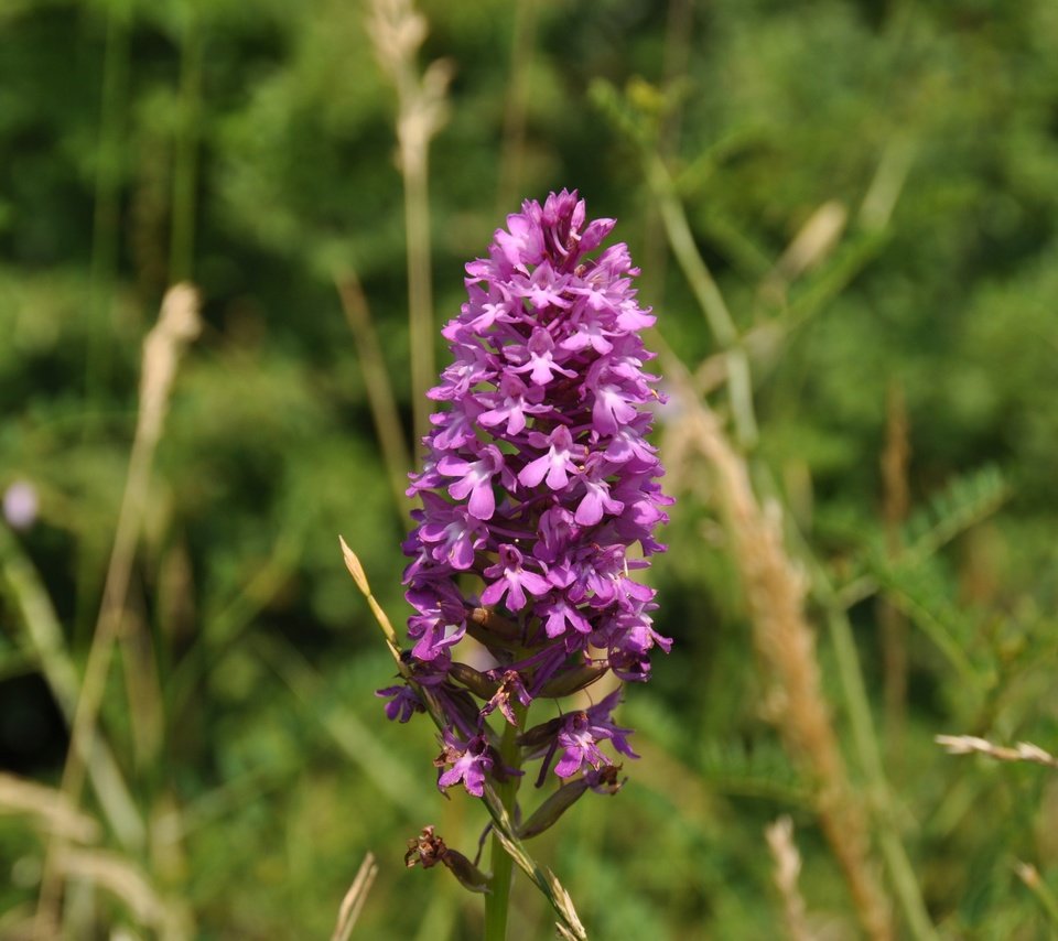 Обои природа, цветок, orchis laxiflora, болотные, ятрышник, nature, flower, marsh, orchis разрешение 4288x2848 Загрузить