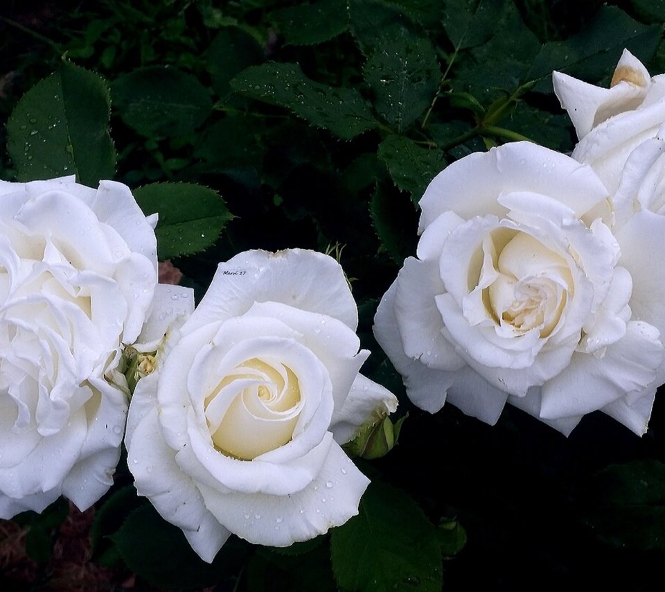 Обои цветы, бутоны, розы, лепестки, сад, розы белые, flowers, buds, roses, petals, garden, rose white разрешение 2840x1630 Загрузить