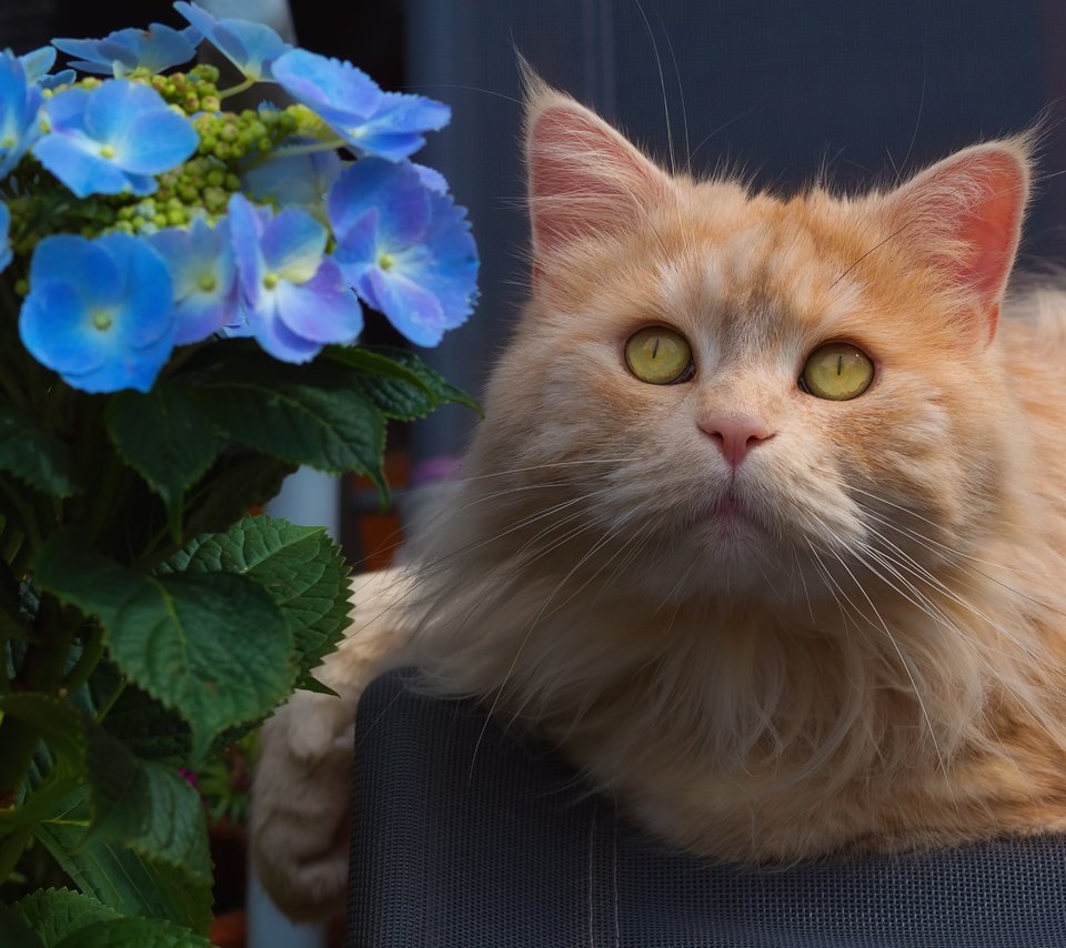Обои цветы, кот, мордочка, взгляд, рыжий кот, гортензия, flowers, cat, muzzle, look, red cat, hydrangea разрешение 5351x3568 Загрузить