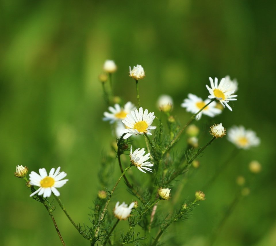 Обои цветы, зелень, фон, лето, ромашки, flowers, greens, background, summer, chamomile разрешение 1920x1280 Загрузить