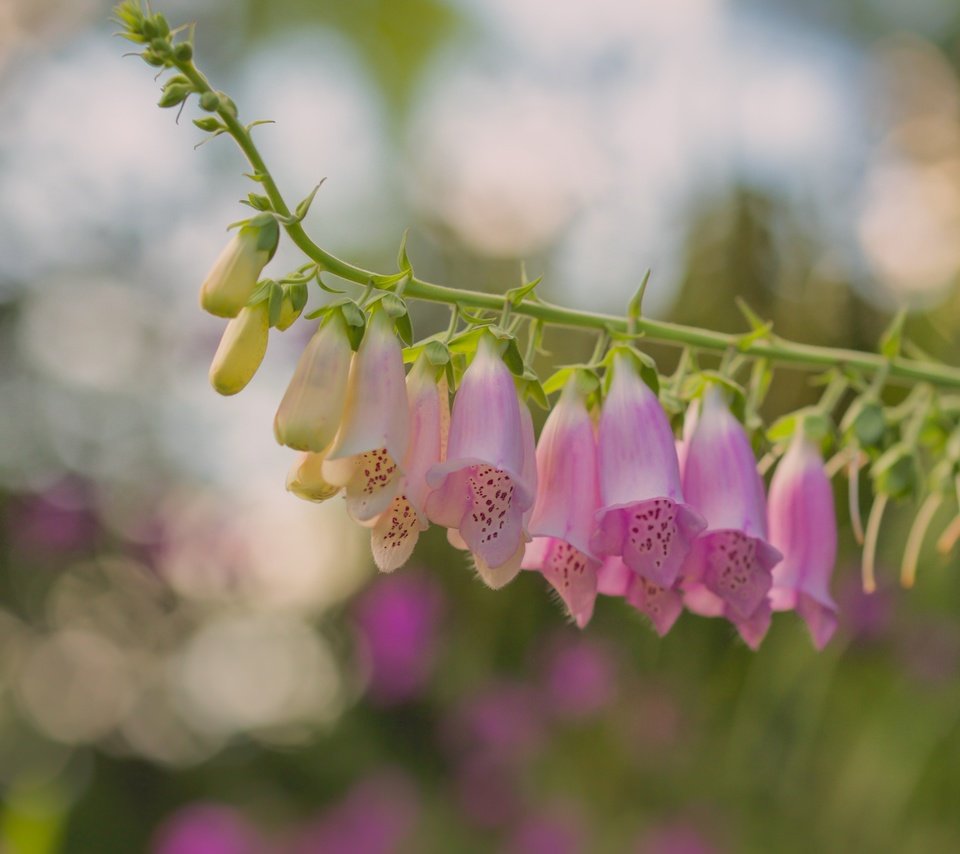 Обои цветы, макро, боке, дигиталис, наперстянка, paula w, flowers, macro, bokeh, digitalis разрешение 2400x1606 Загрузить