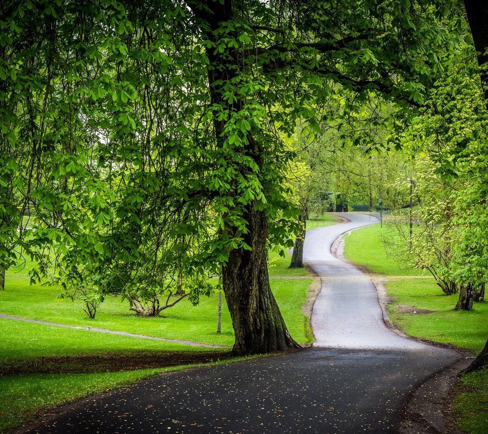 Обои дорога, деревья, зелень, парк, каштаны, road, trees, greens, park, chestnuts разрешение 2048x1365 Загрузить