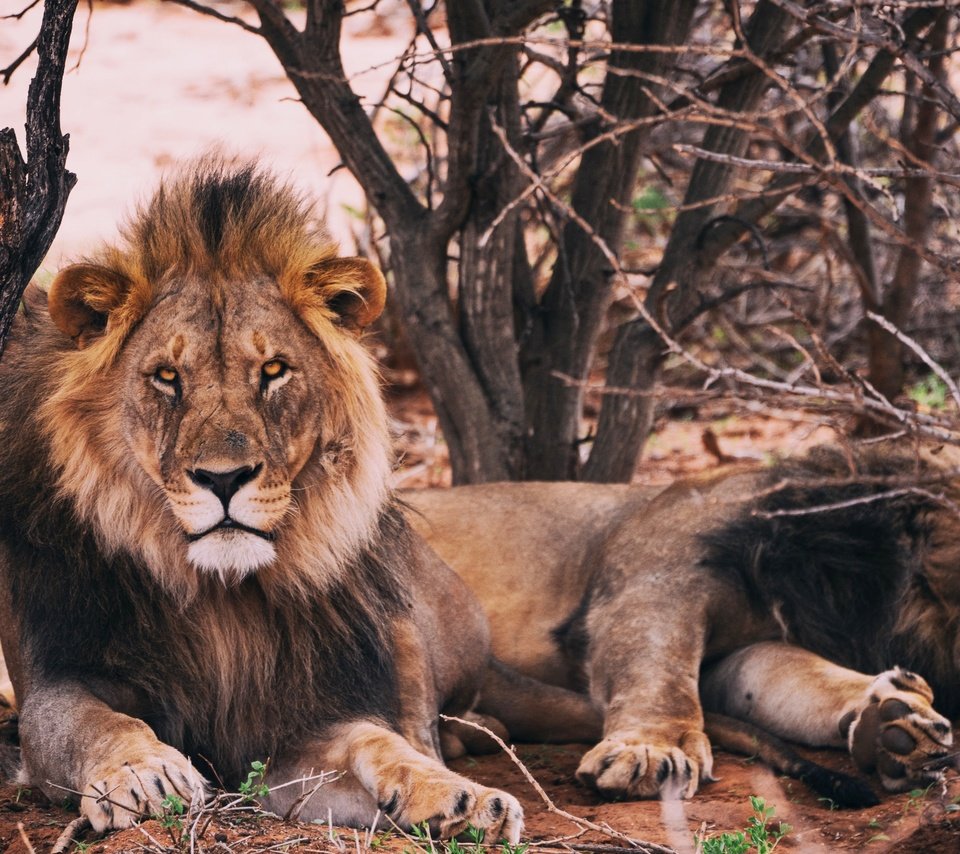 Обои хищник, животное, лев, грива, predator, animal, leo, mane разрешение 4800x3200 Загрузить