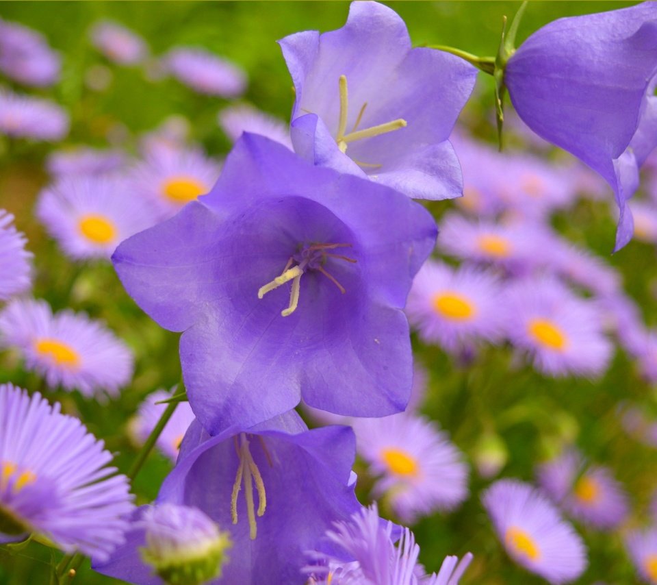 Обои цветы, колокольчики, маргаритки, фиолетовые цветы, flowers, bells, daisy, purple flowers разрешение 3004x1873 Загрузить