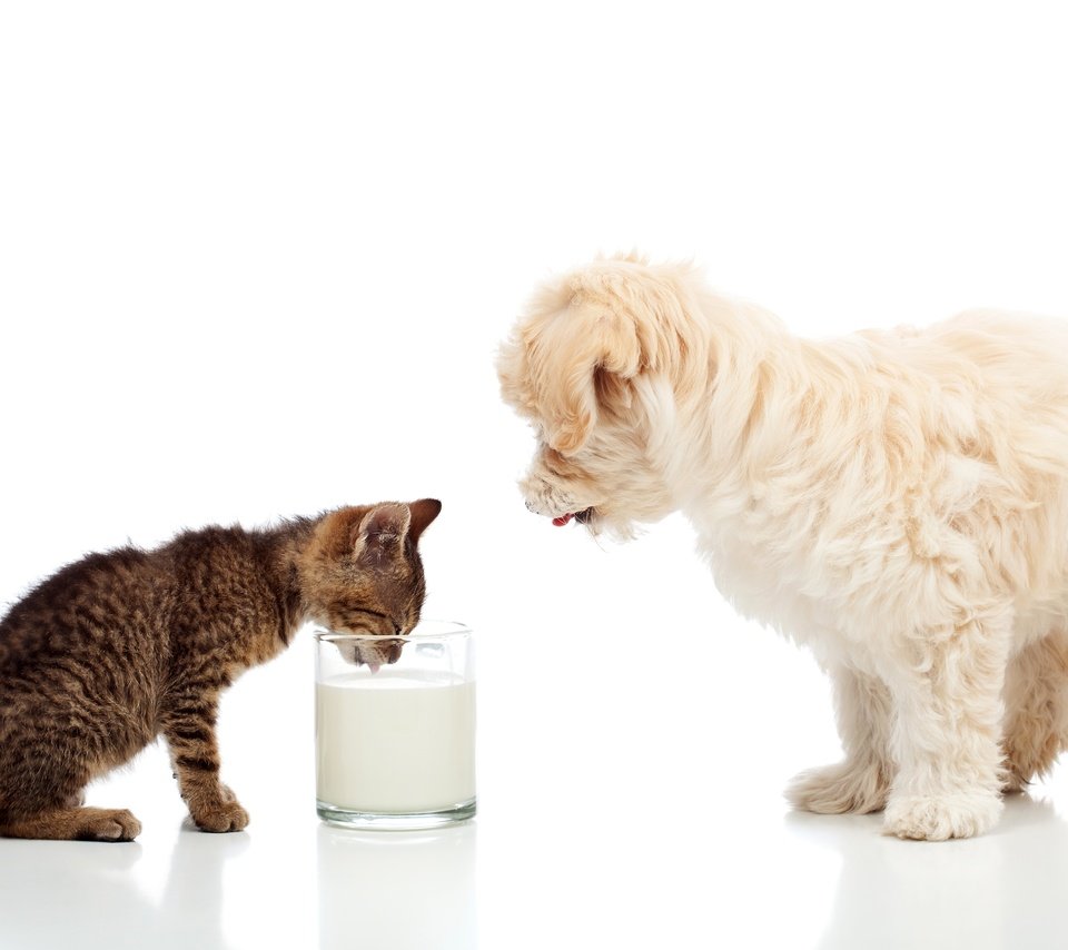 Обои кошка, мальтийская болонка, котенок, мальтезе, собака, щенок, белый фон, стакан, молоко, болонка, cat, maltese, kitty, dog, puppy, white background, glass, milk, lapdog разрешение 5616x3392 Загрузить