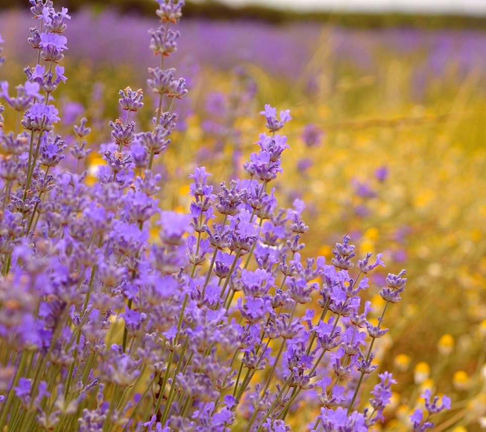 Обои цветы, поле, лаванда, фиолетовые цветы, flowers, field, lavender, purple flowers разрешение 3000x1869 Загрузить