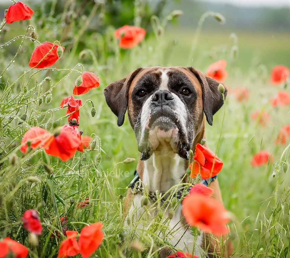 Обои морда, цветы, лето, взгляд, собака, маки, боксер, face, flowers, summer, look, dog, maki, boxer разрешение 1981x1100 Загрузить