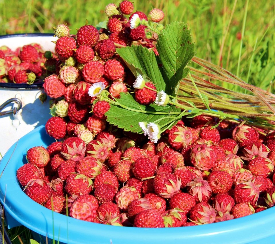 Обои листья, лето, ягоды, земляника, leaves, summer, berries, strawberries разрешение 3048x2000 Загрузить