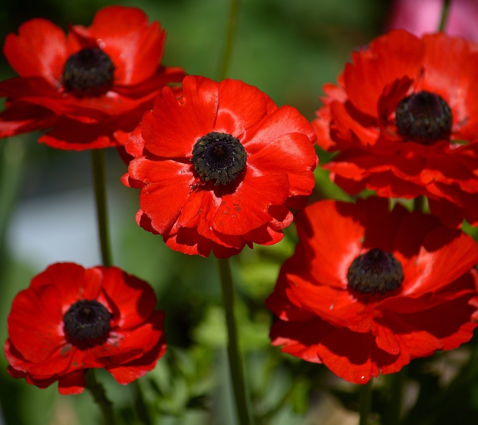 Обои цветы, макро, лепестки, красные, анемоны, ветреница, flowers, macro, petals, red, anemones, anemone разрешение 6000x4000 Загрузить