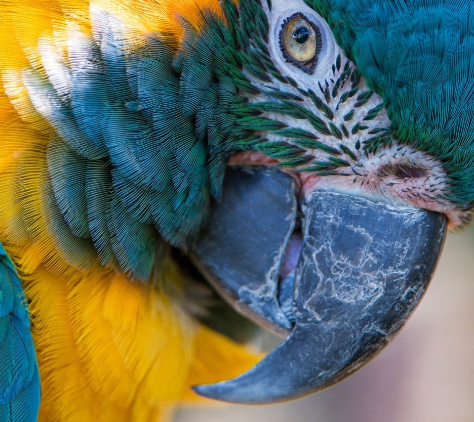 Обои макро, птица, клюв, перья, попугай, ара, сине-жёлтый ара, macro, bird, beak, feathers, parrot, ara, blue-and-yellow macaw разрешение 2574x1600 Загрузить