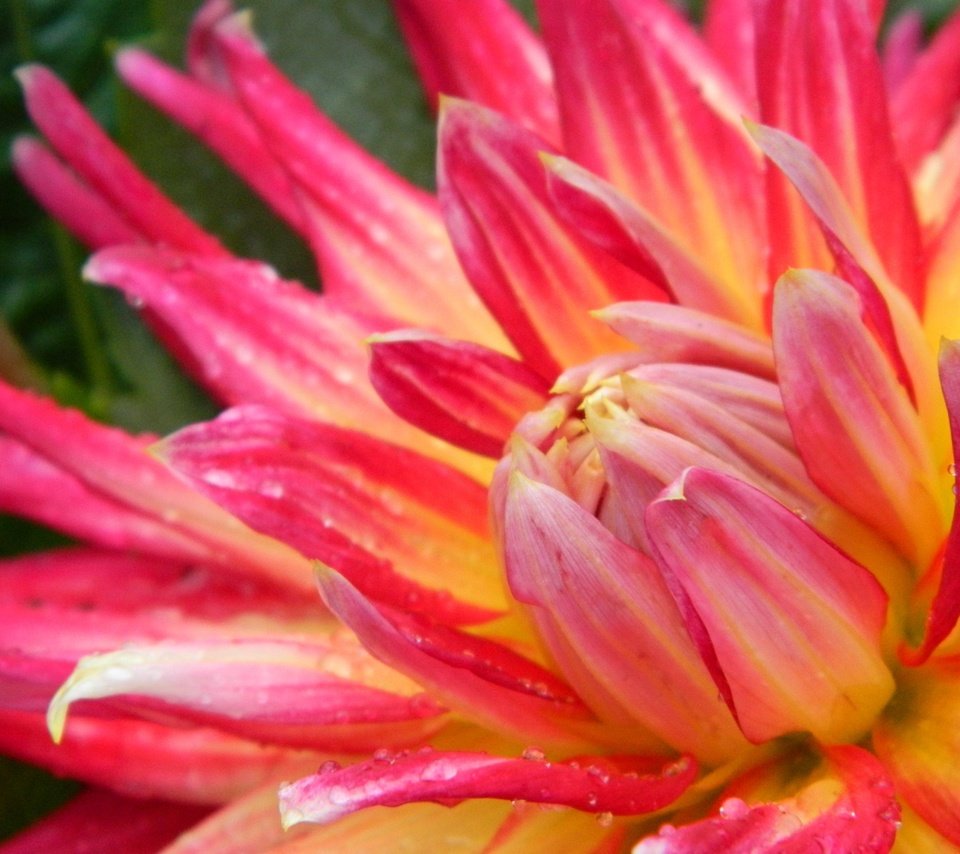 Обои макро, цветок, капли, лепестки, георгин, крупным планом, macro, flower, drops, petals, dahlia, closeup разрешение 4320x3240 Загрузить