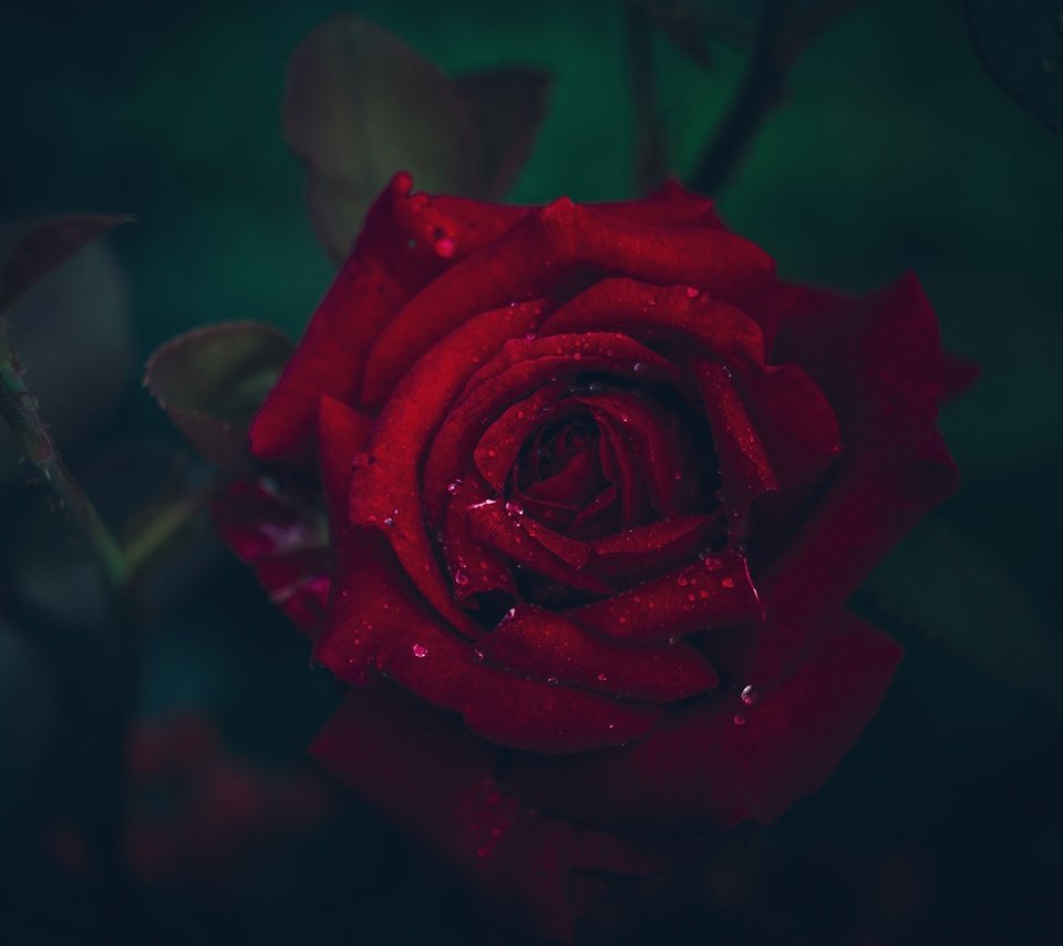 Обои макро, цветок, капли, роза, лепестки, размытость, macro, flower, drops, rose, petals, blur разрешение 2048x1361 Загрузить