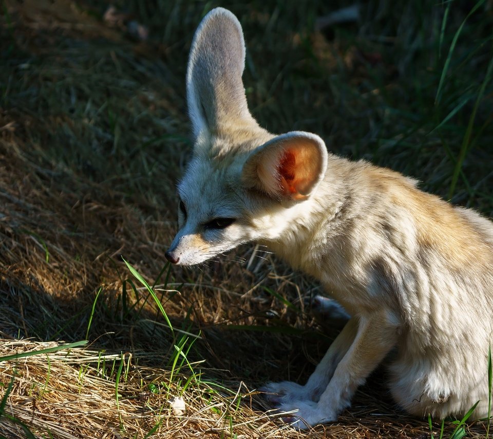 Обои морда, трава, природа, лиса, фенек, лисица, уши, face, grass, nature, fox, fenech, ears разрешение 2048x1152 Загрузить